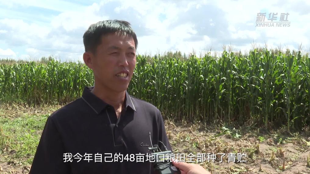 通辽市：青贮玉米获丰收 肉牛越冬口粮充足