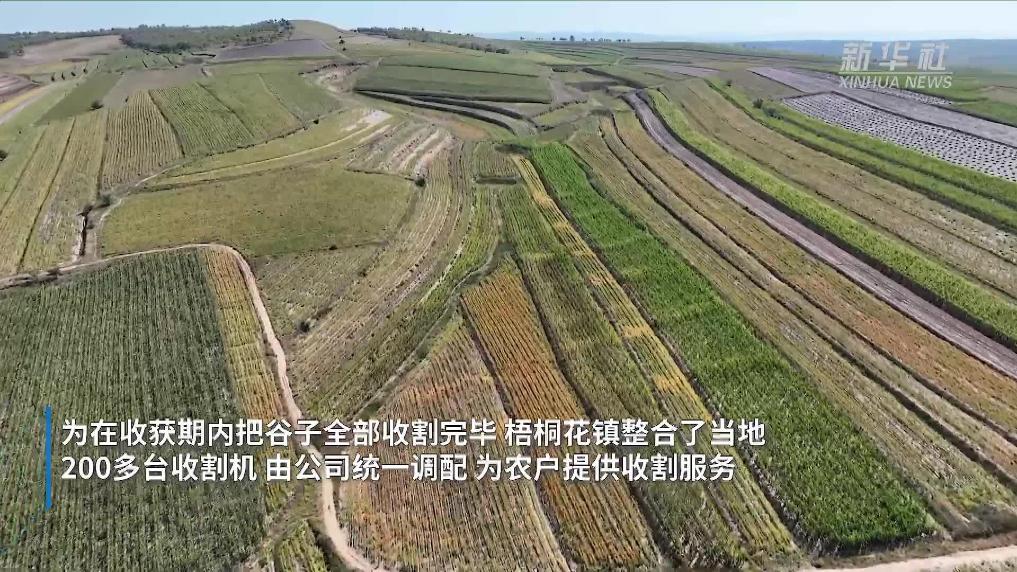 内蒙古赤峰：300万亩谷子收割忙