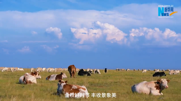 草原上的丰收季