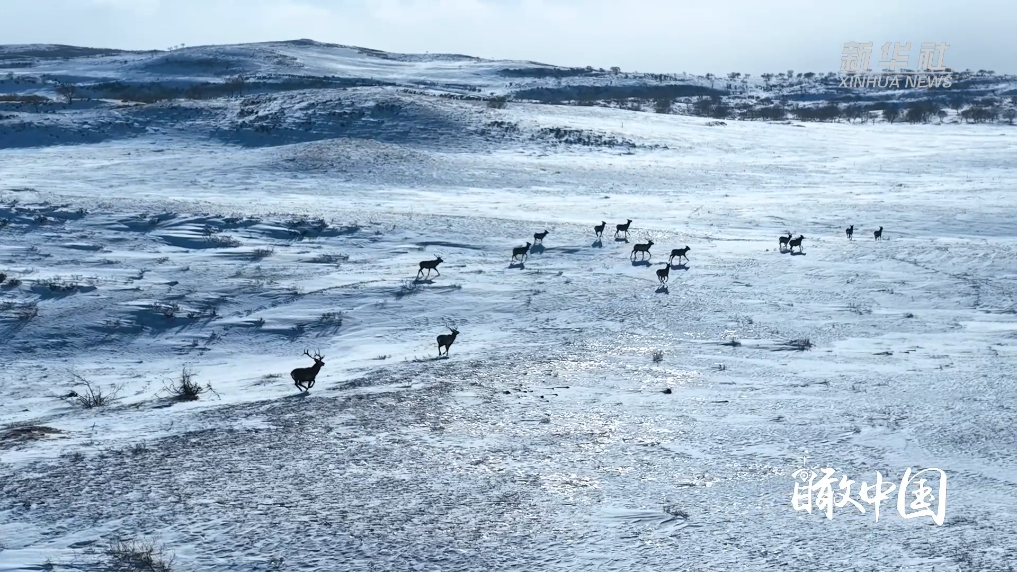 瞰中国｜丹青墨色染群山 马鹿灵动跨雪原