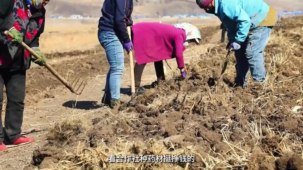 道地药材赋能乡村振兴