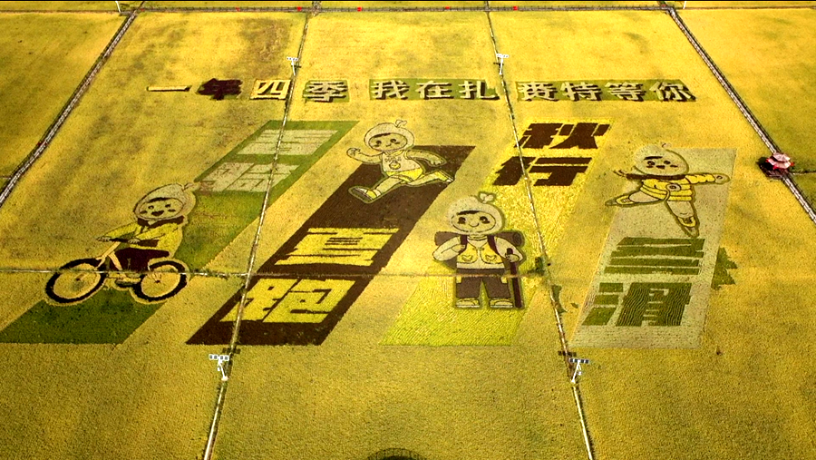 “飞阅”中国丨稻田画里看“农文旅”融合