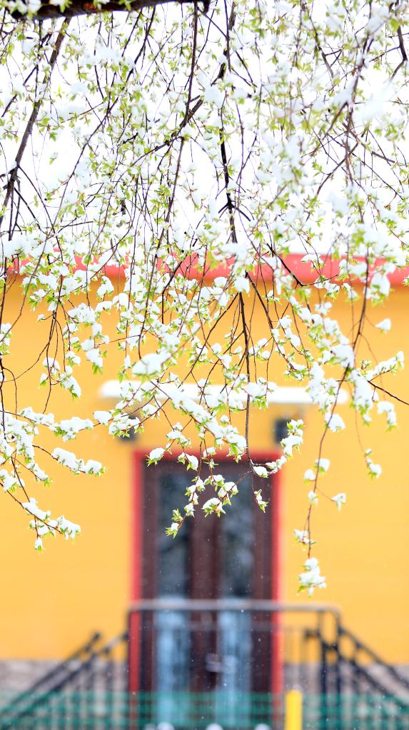 科右前旗：春雪与鲜花共舞