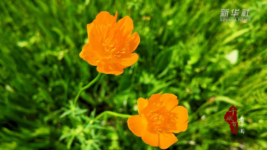 锡林浩特：一隅寂静 千盏花开