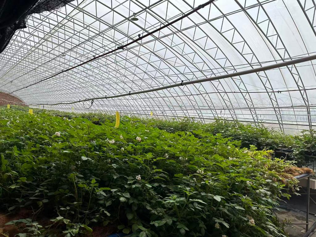 察右后旗借科技之力奏响薯业振兴新乐章