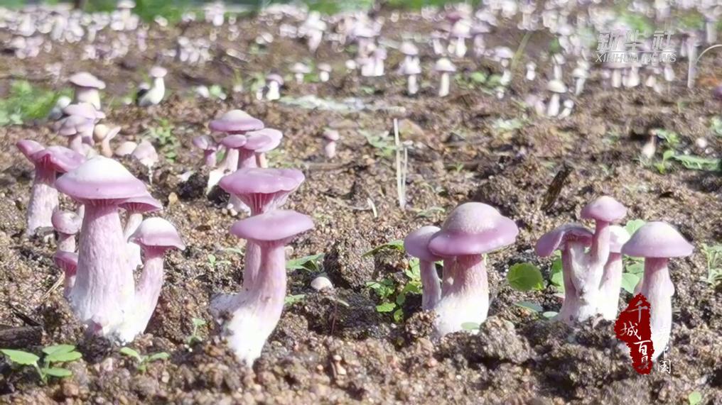 内蒙古：紫花脸蘑菇丰收啦