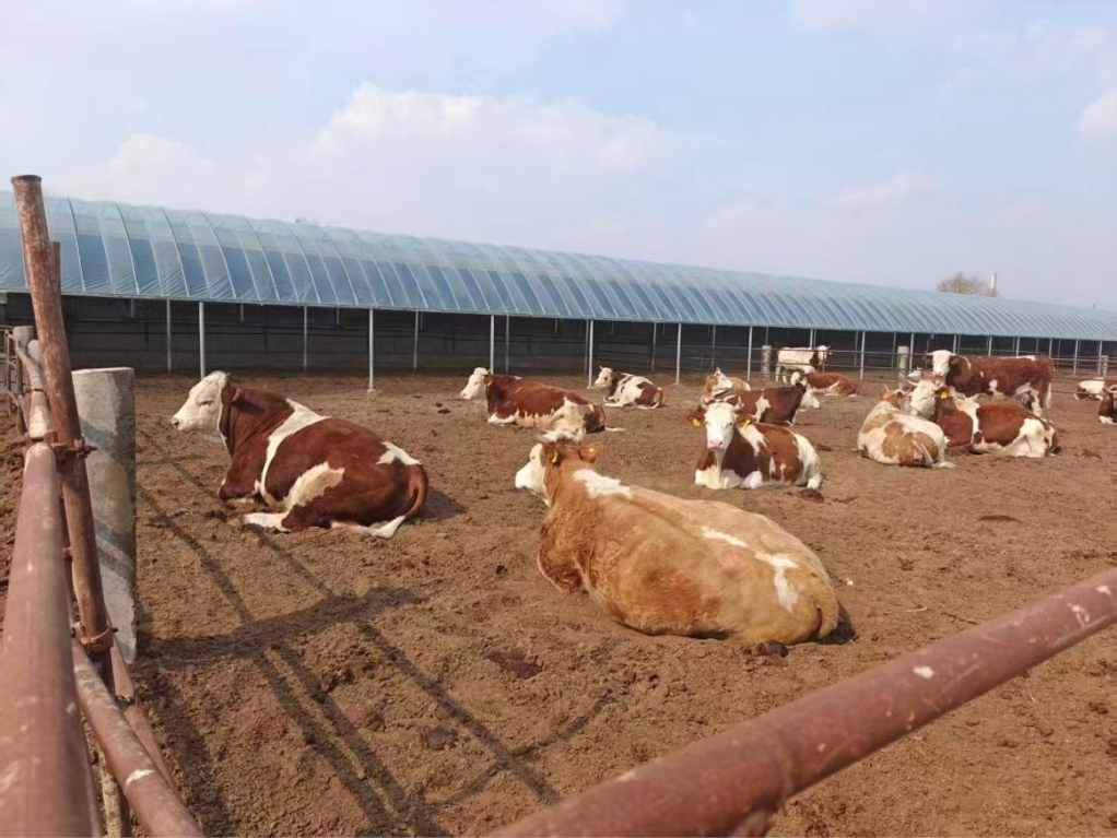 “黄牛之乡”打造肉牛产业高质量发展新样板