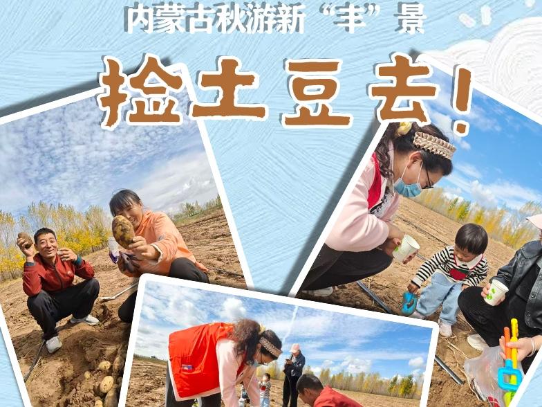 内蒙古秋游新“丰”景：捡土豆去！