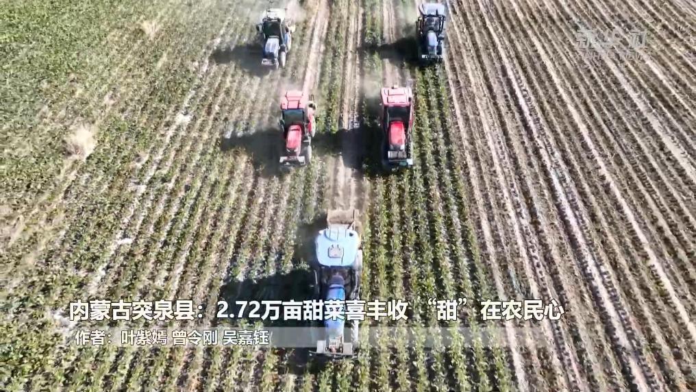 甜菜喜丰收 “甜”在农民心