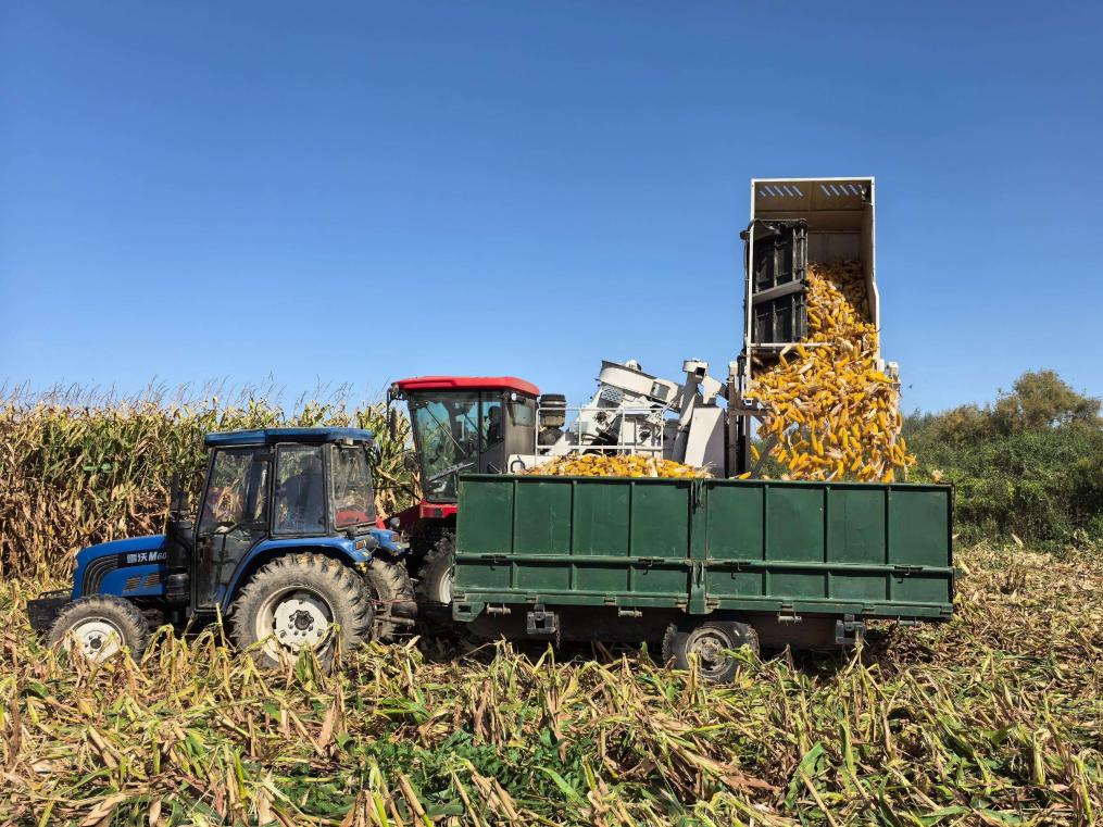 单产升 总量增 内蒙古玉米生产获丰收