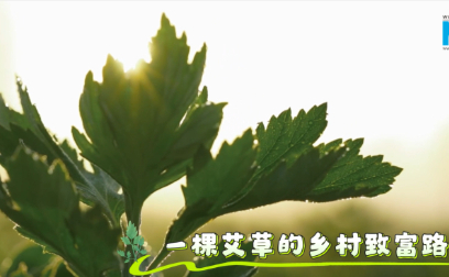 一棵艾草的乡村致富路