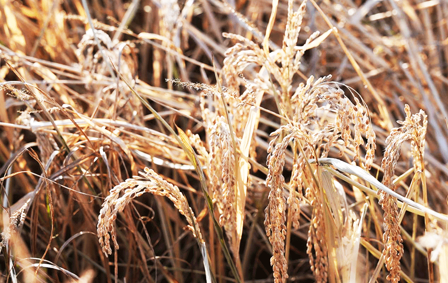 土默特右旗千亩“鸭稻田”铺就生态富民路