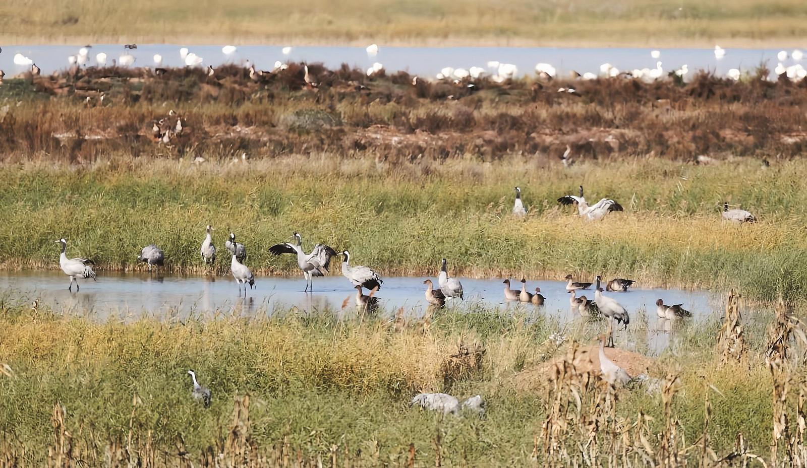 包头湿地成候鸟“国际机场”