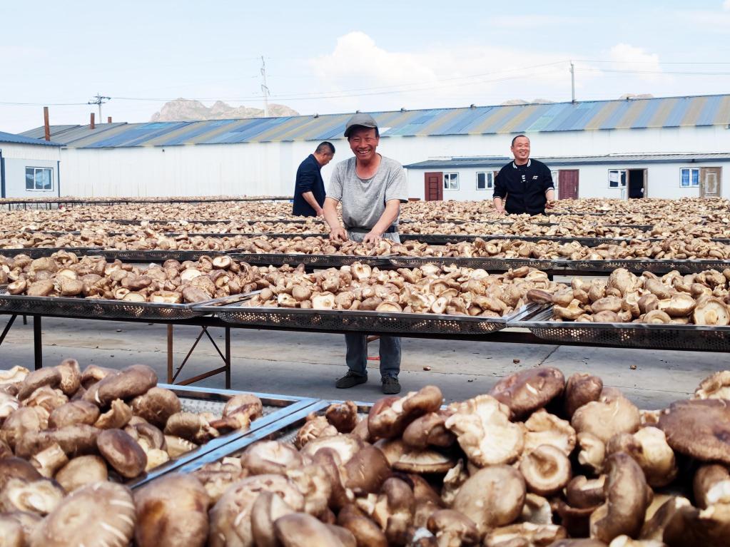 内蒙古林西县：朵朵菌菇撑起乡村振兴“致富伞”