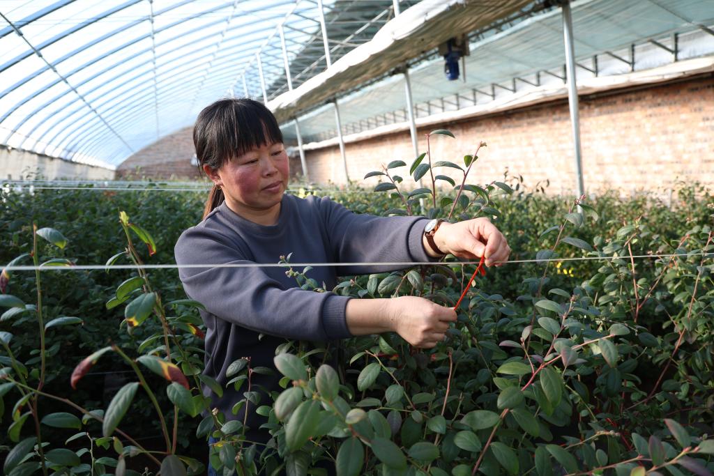 蓝莓花开正当时 科技赋能甜满园