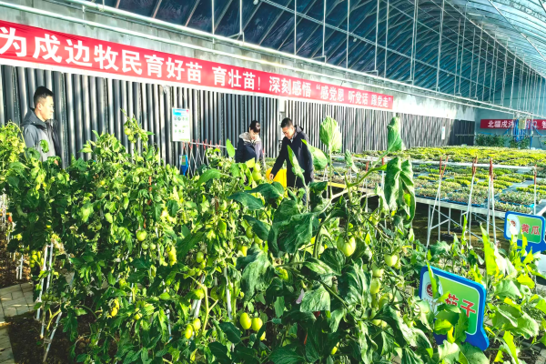 四子王旗：妇联精准施策 实现牧民“鲜菜自由”