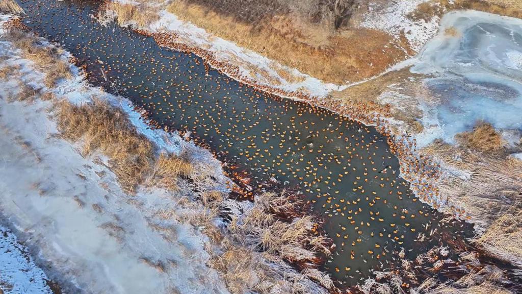 呼和浩特不冻河畔候鸟翔集