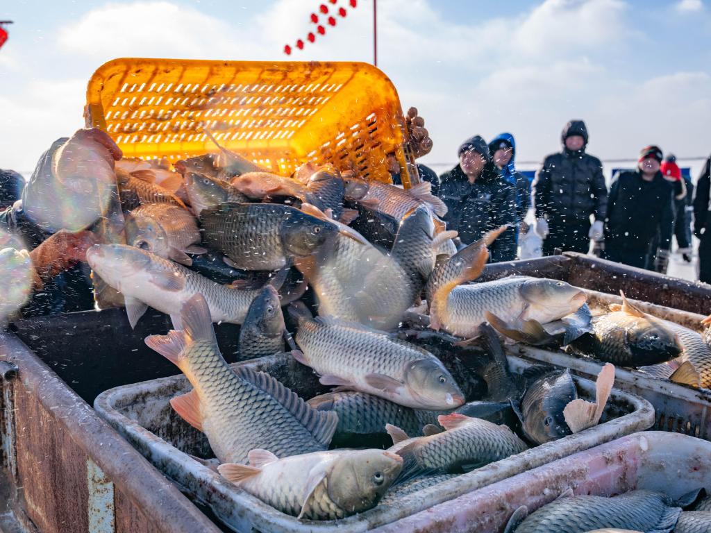 新春走基层｜哈素海的冬天