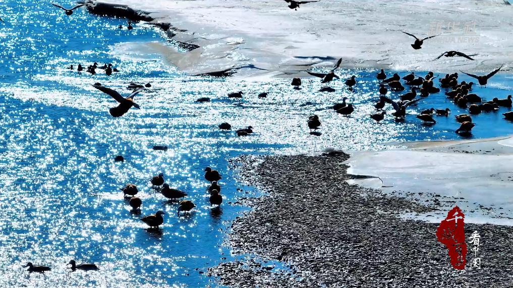 内蒙古：春江水暖鸭先知