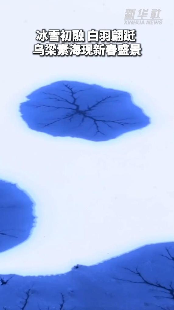 乌梁素海现新春盛景