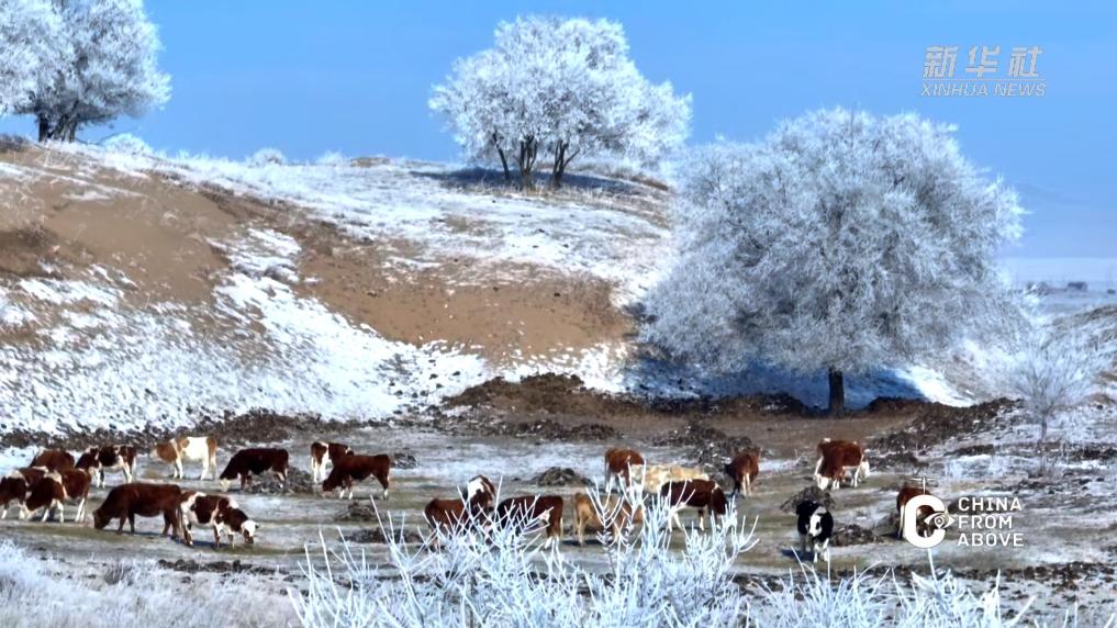春雪润草原 雾凇兆丰年