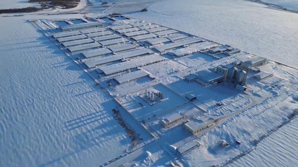 京蒙协作赋能生猪产业 绘就乡村振兴新图景