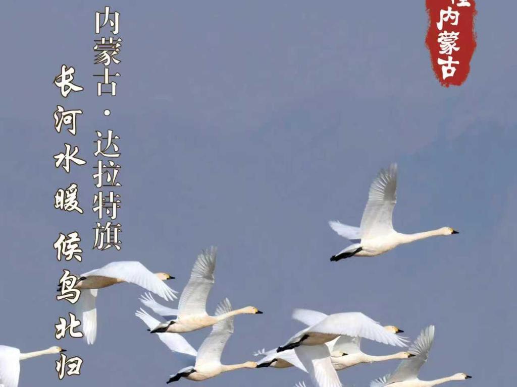 长河水暖 候鸟北归 内蒙古达拉特旗
