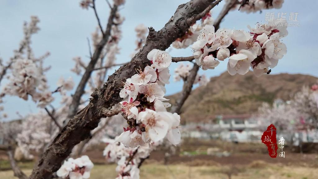 内蒙古：杏花漫野迎春开