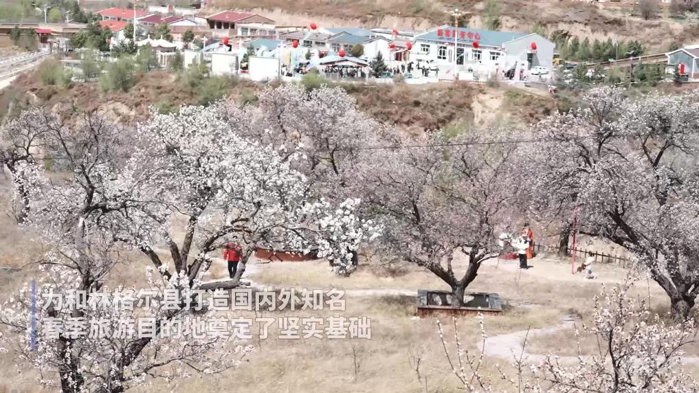 杏花笑迎幸福来 文旅赋能乡村兴