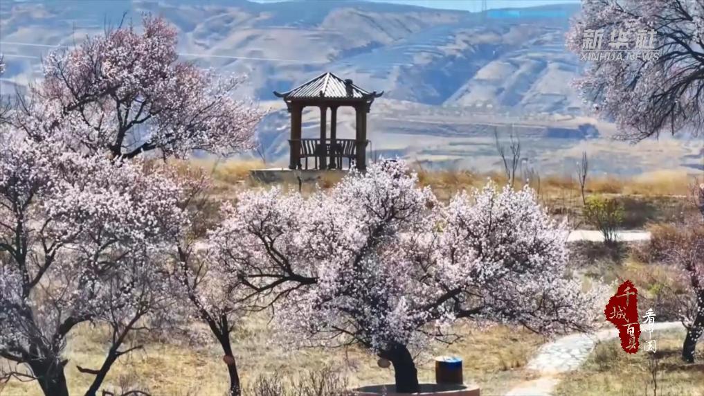 内蒙古：百年杏林“幸福来”