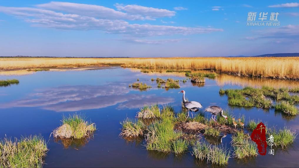 内蒙古：共护生灵家园