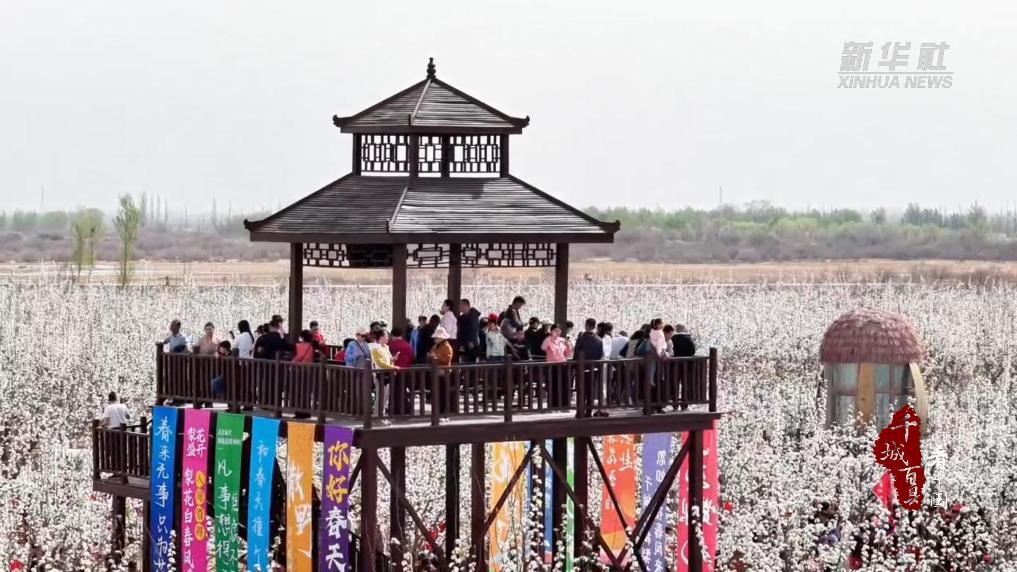 内蒙古：春约梨花海