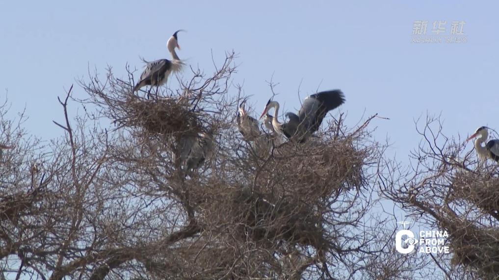 苍鹭安家阿鲁科尔沁湿地草原