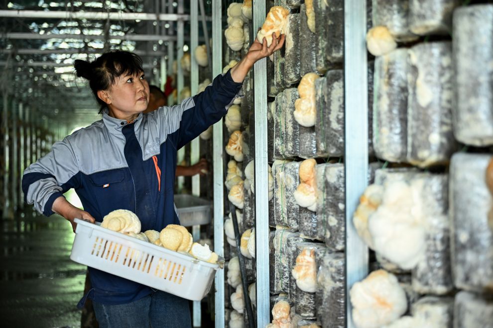 内蒙古兴安盟：科技小院 菌香林海