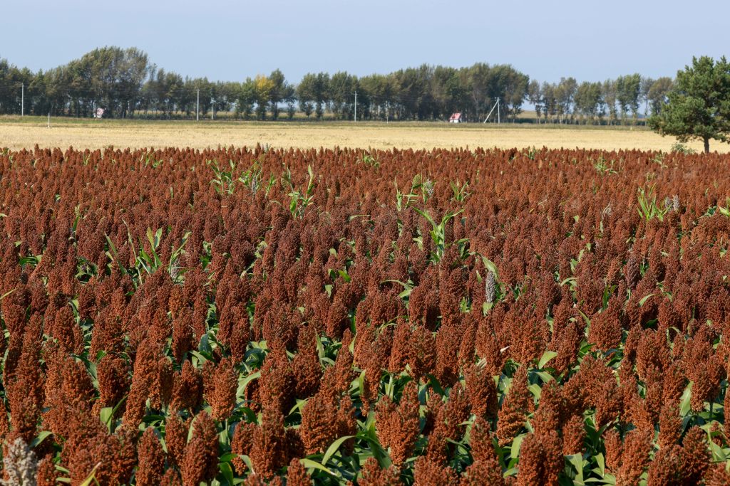 内蒙古扎赉特旗：稻粱玉米待归仓