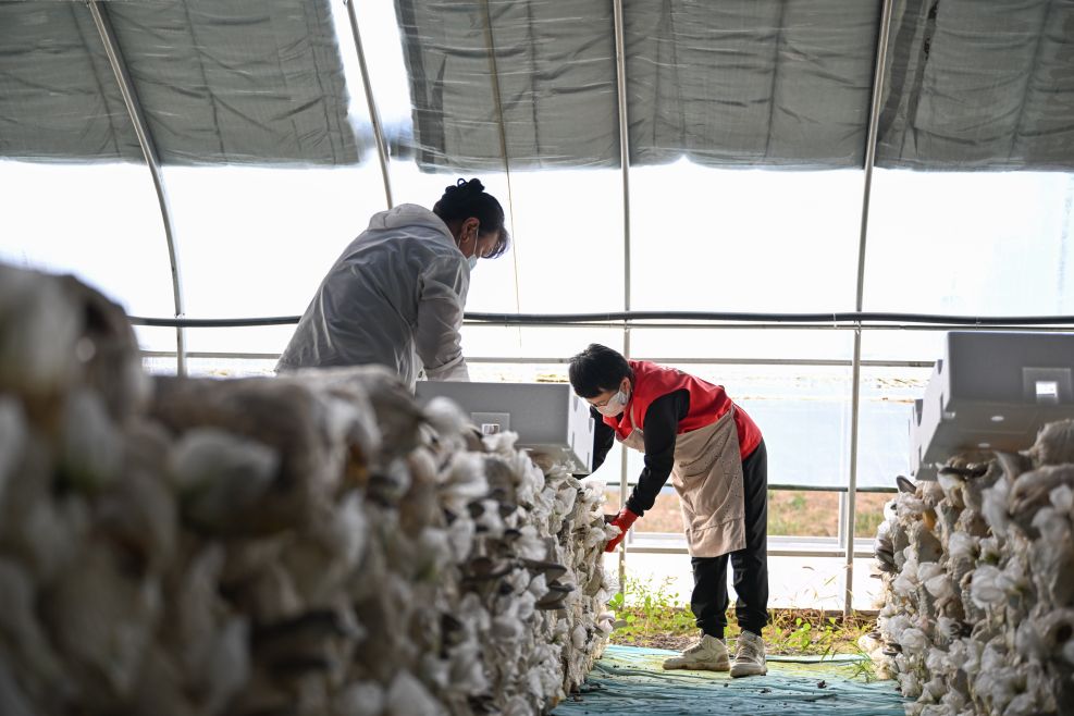 内蒙古乌兰浩特：食用菌产业助农增收促振兴