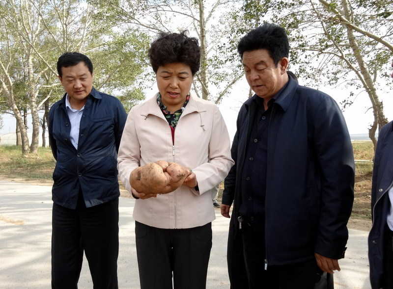 陶淑菊在察右后旗调研