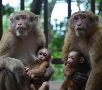 猕猴<em>妈妈</em><em>姐妹</em>情深_图片频道_新华网