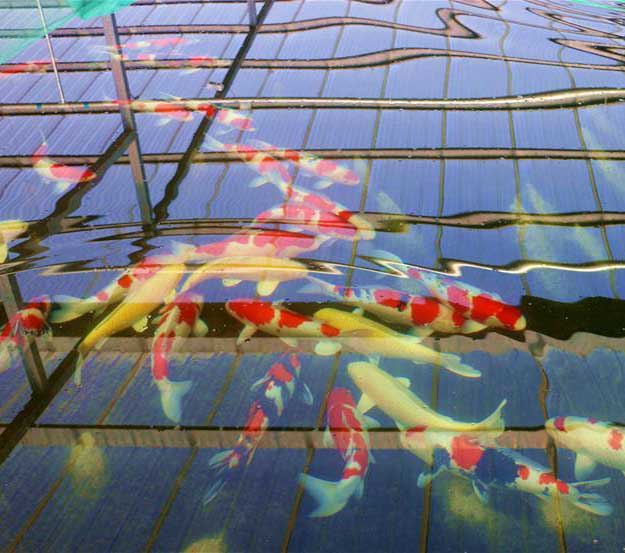 河北兴隆:特色锦鲤养殖 拓宽致富道路