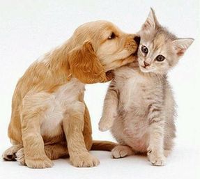 狗狗很能干 背猫咪回家 - 新华网内蒙古频道视