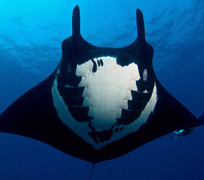 董洁综艺首秀献《妈超》 儿子生活照曝光