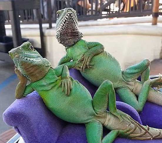 新疆男篮苦战胜北京 川新争夺CBA总决赛名额