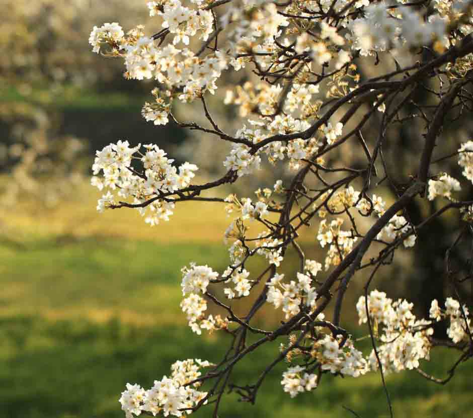 云南大理梨花绽放 绚烂花海勾勒田园画卷