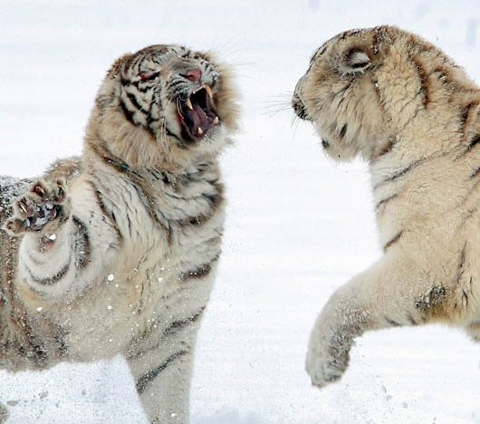 摄影师拍 两 珍稀 白虎 为争领地 大打出手 _图片频