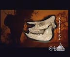 回望鄂尔多斯