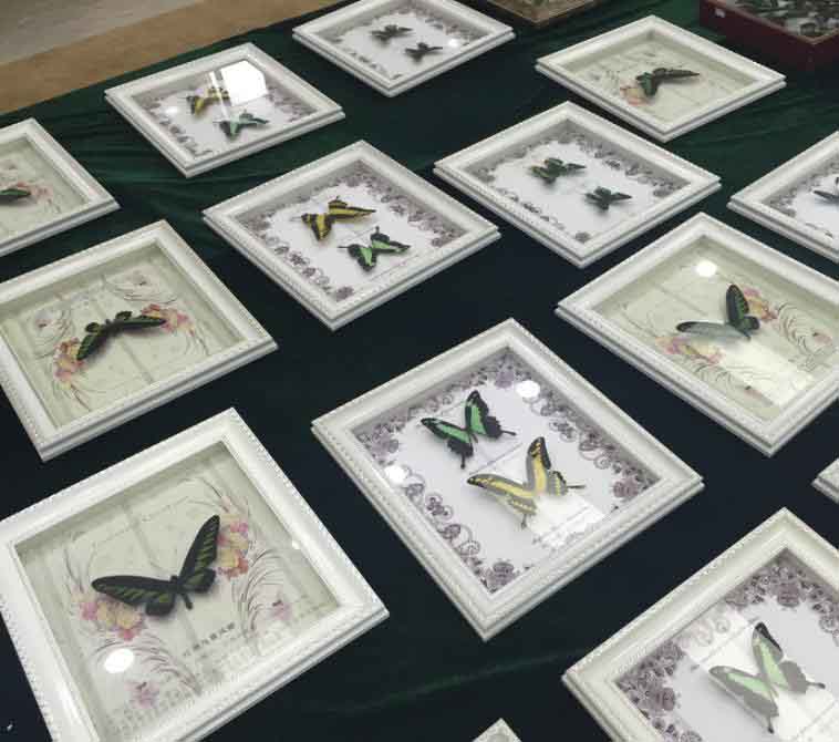 济南海关 查获 千余枚 濒危蝴蝶标本 _图片频道_