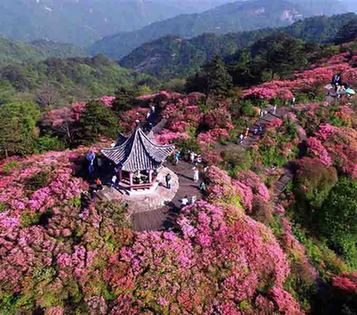 湖北麻城:杜鹃花海迎来客