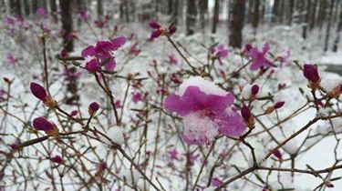 漠河立夏飘雪