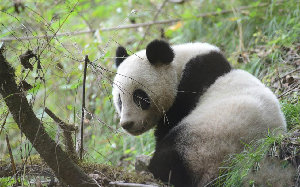 放归大熊猫 憨态可掬