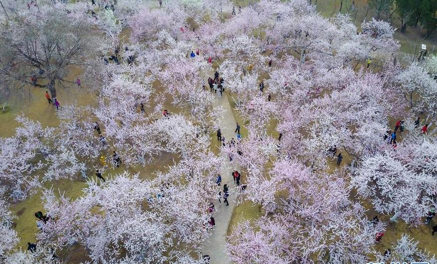 青城四月桃花开